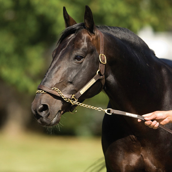 Bettor's Delight once again top United States sire Harness Racing